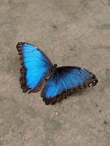 Blue Butterfly Wallpaper Aesthetic HD.