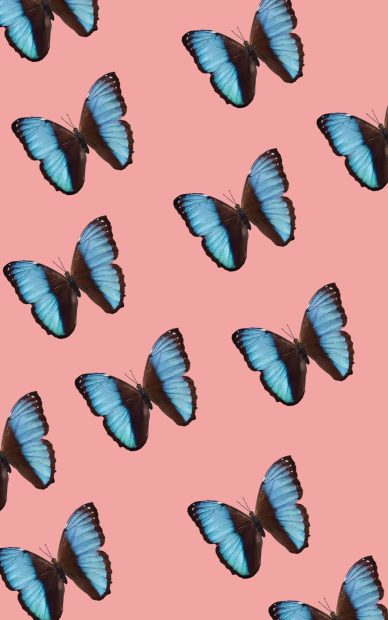 Blue Butterfly Wallpaper Aesthetic HD Pink.