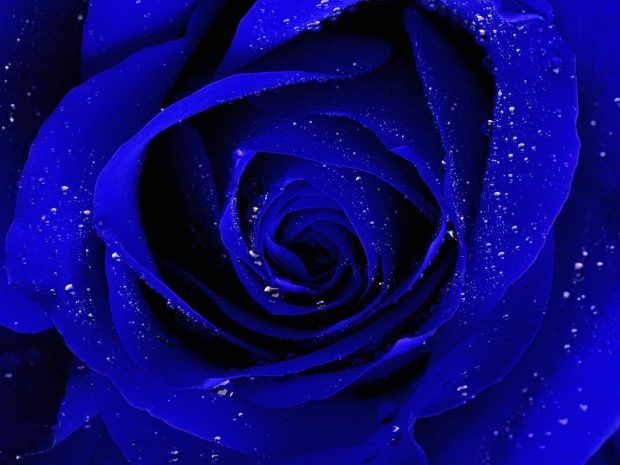 Blue Cool HD Wallpaper Free download rose.