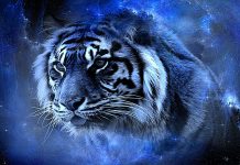 Blue Cool Wallpaper Tiger.