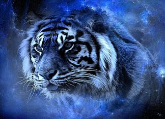 Blue Cool Wallpaper Tiger.