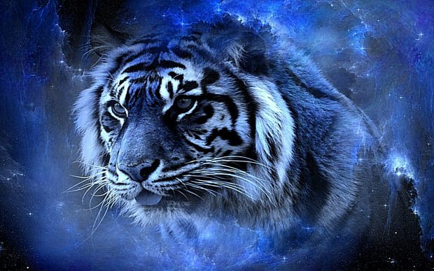 Blue Cool Wallpaper Tiger.