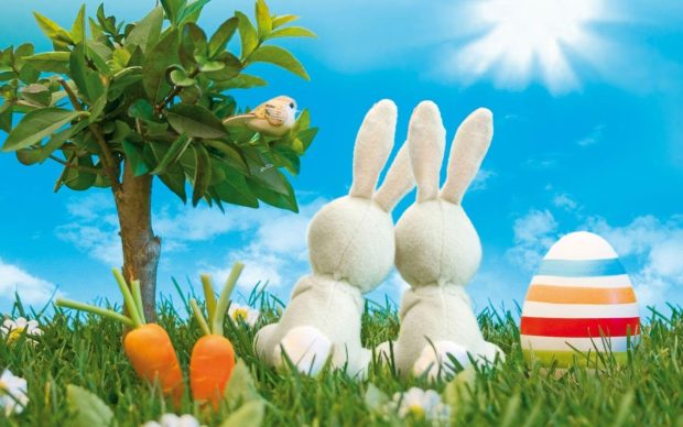 Blue Easter Bunny Wallpaper HD Couple Bunny.