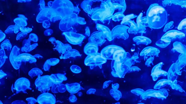 Blue Jellyfish Wallpaper HD.
