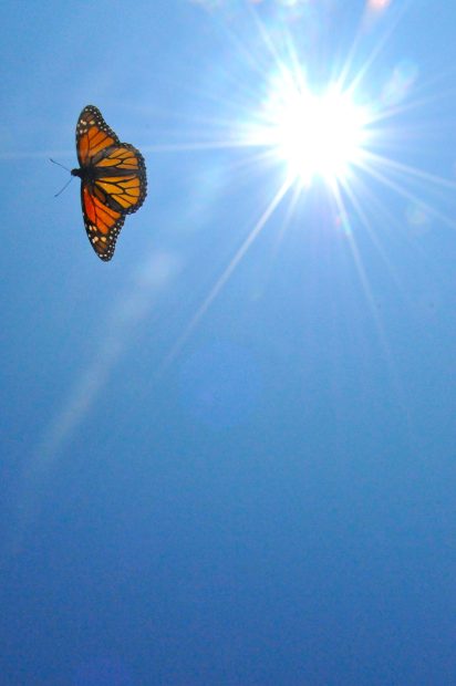 Blue Sky Aesthetic Butterfly Backgrounds.