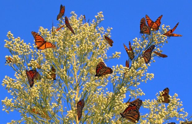 Blue Sky Butterfly Wallpapers HD.