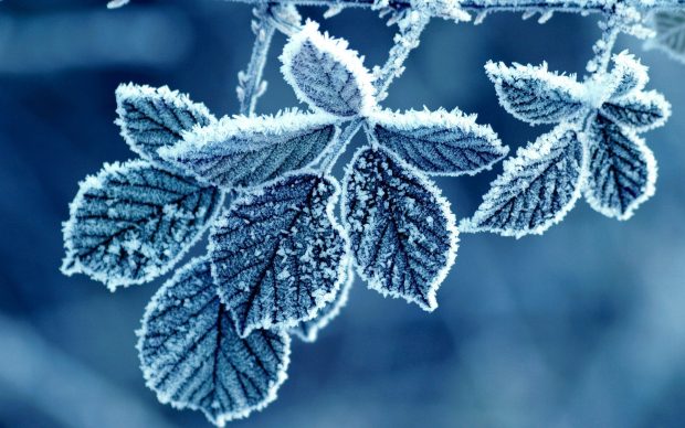 Blue Winter HD Wallpaper.