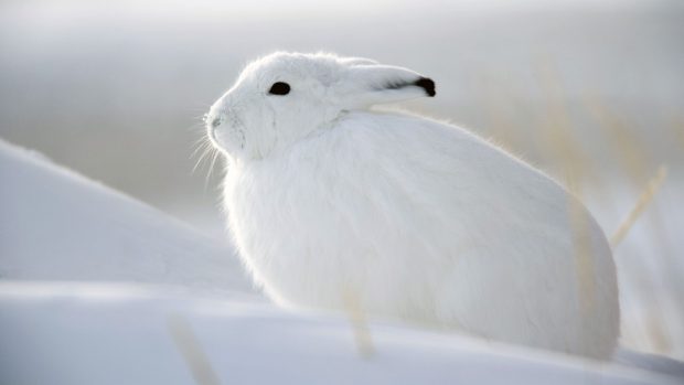 Bunny Cute Snow Wallpaper HD.