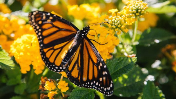 Butterfly 4K Flower Backgrounds.