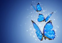 Butterfly Aesthetic Wallpaper Blue Color.