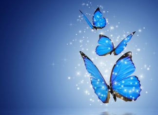 Butterfly Aesthetic Wallpaper Blue Color.