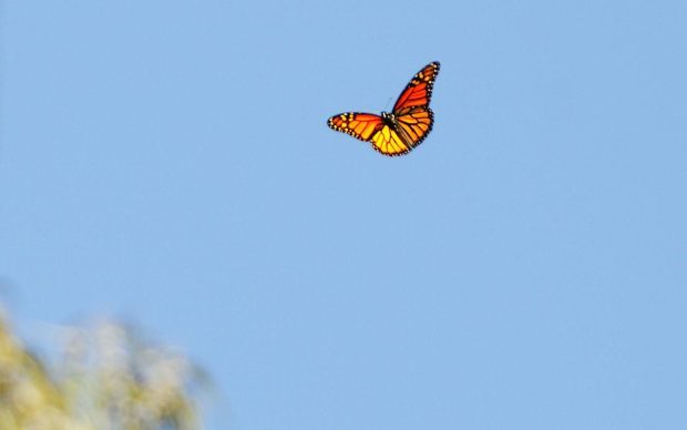 Butterfly Aesthetic Wallpaper Blue Sky.