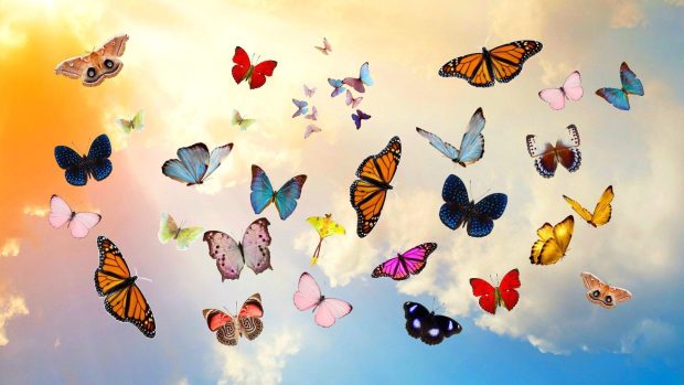 Butterfly Aesthetic Wide Screen Wallpaper HD.