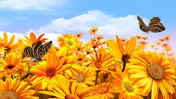 Butterfly Background HD Free download.