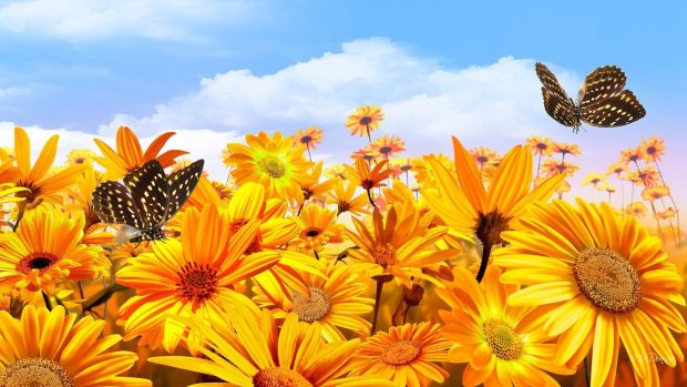 Butterfly Background HD Free download.