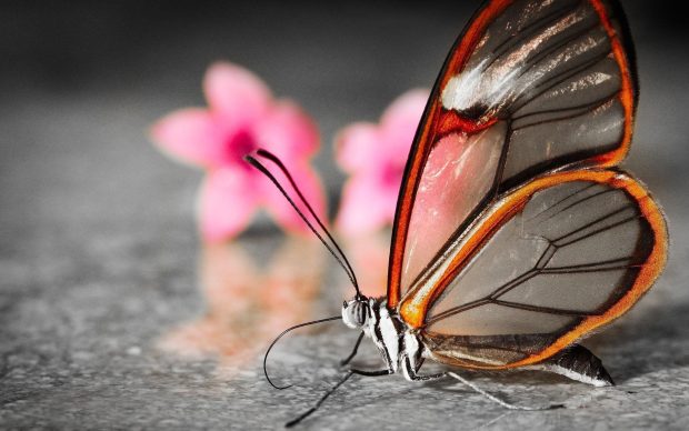 Butterfly Cute Wallpaper HD.