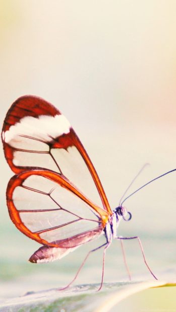 Butterfly Cute Wallpapers For Android.