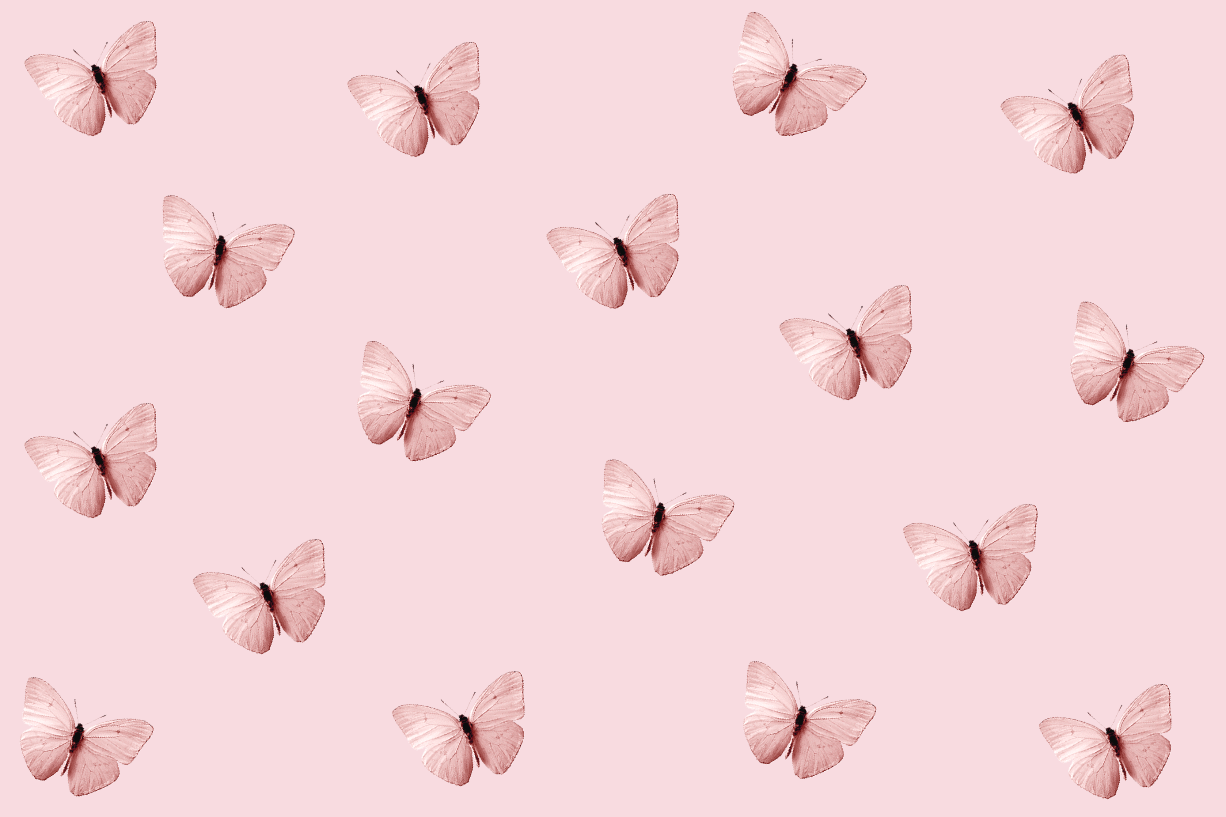 Butterfly Wallpaper Photos Download The BEST Free Butterfly Wallpaper  Stock Photos  HD Images