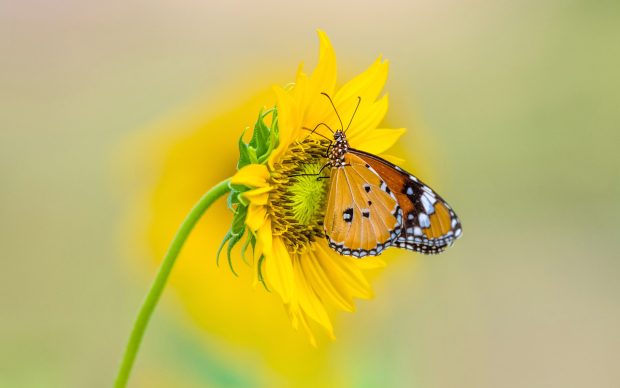 Butterfly Sunflowers Wallpaper HD.