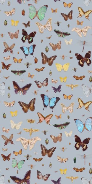 Butterfly Wallpaper Aesthetic HD Wallpaper Free download.