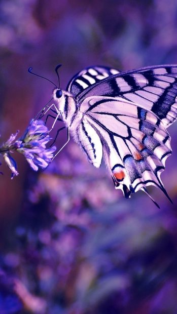 Butterfly Wallpaper Aesthetic Image Free Download.