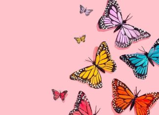 Butterfly Wallpaper Aesthetic Wallpaper Pink.