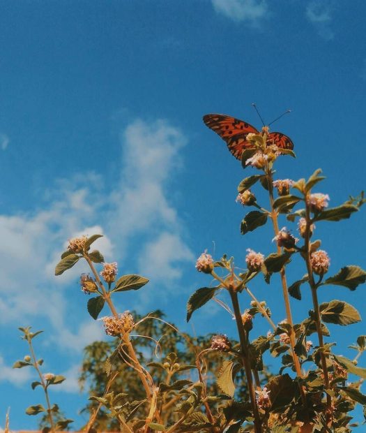 Butterfly Wallpaper Aesthetic Wallpaper Sky.