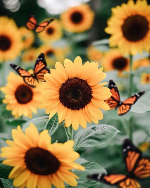 Butterfly Wallpaper Aesthetic Wallpaper Sunflower.
