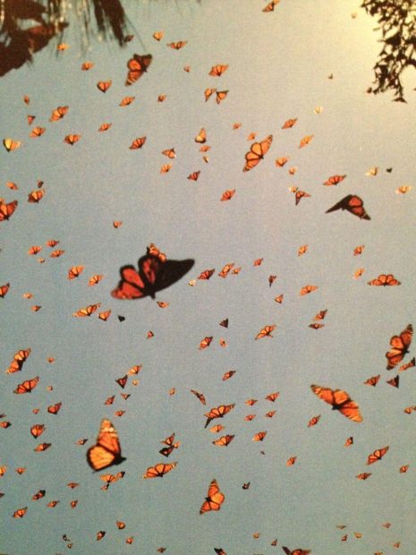 Butterfly Wallpaper Aesthetic Wallpaper Vintage.