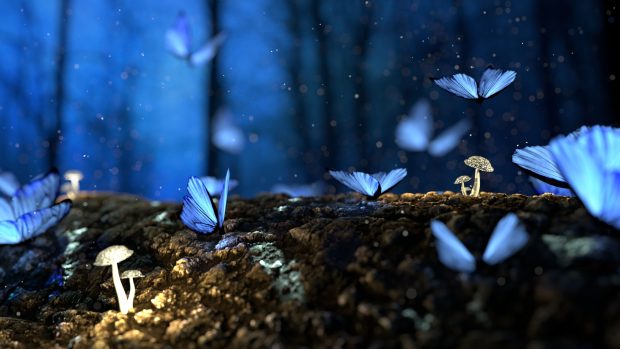 Butterfly Wallpapers HD Free download.