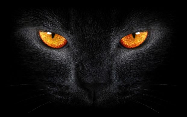 Cat Black Wallpaper 4K Wallpaper HD.