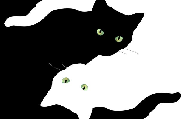 Cat Dark Backgrounds Aesthetic Black And White.