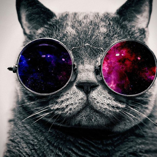 Cat Ipad Cool Wallpaper HD.