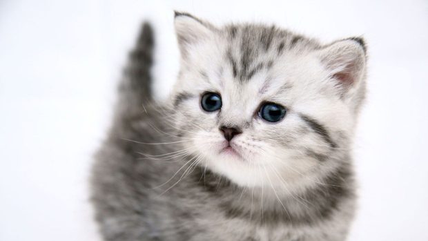 Cat Wallpaper High Resolution.