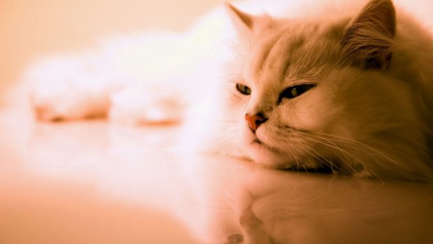 Cat Wide Screen Wallpaper HD.