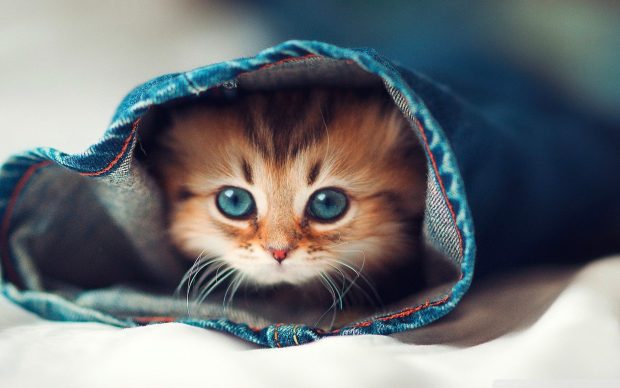 Cats HD Wallpaper.