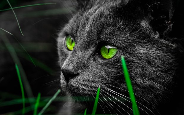 Cats Wallpaper Desktop.