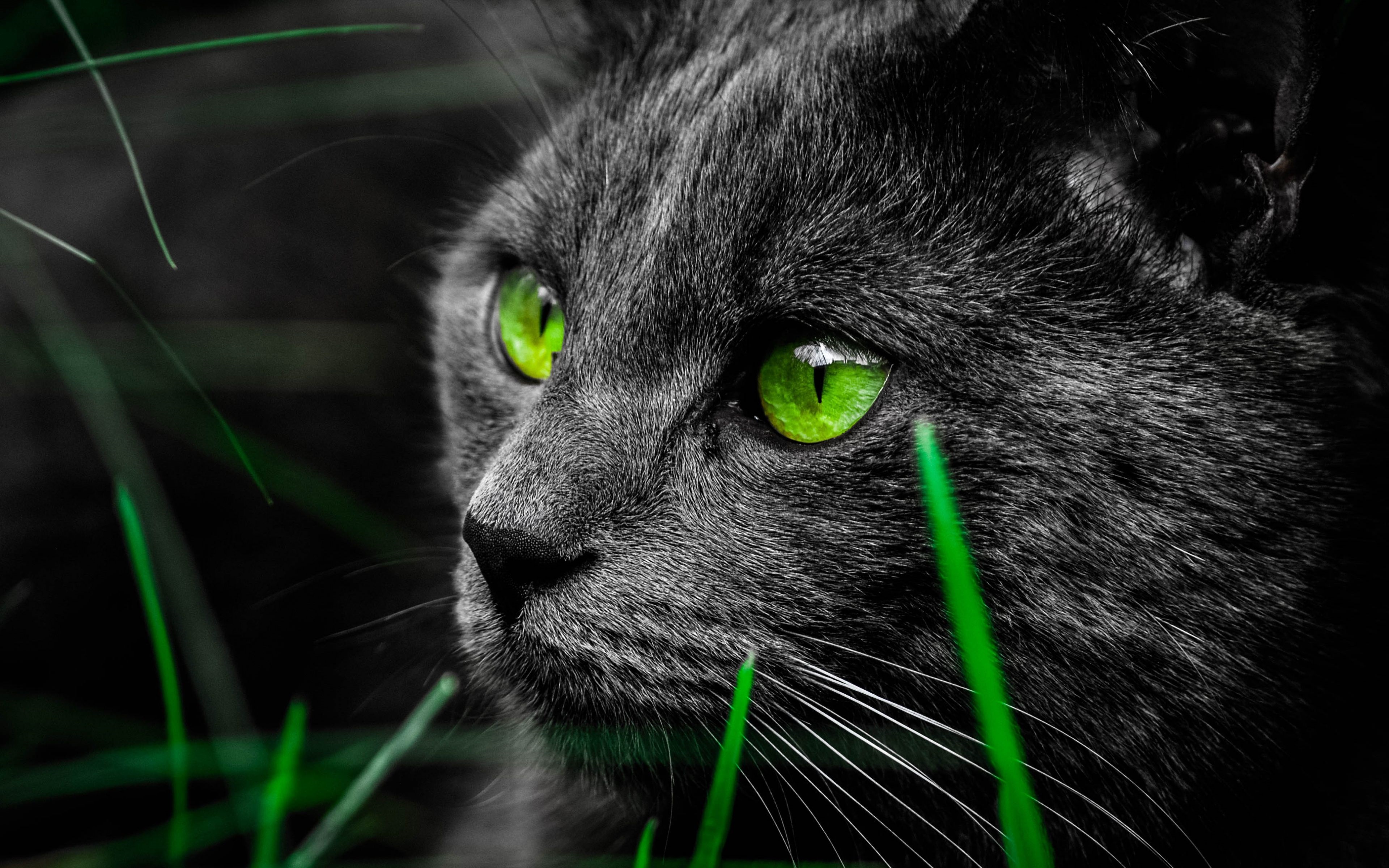 Cat Wallpaper Images - Free Download on Freepik