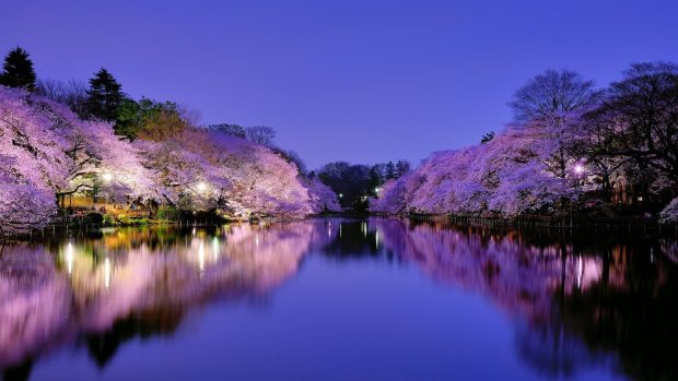 Cherry Blossom Background 1080p.