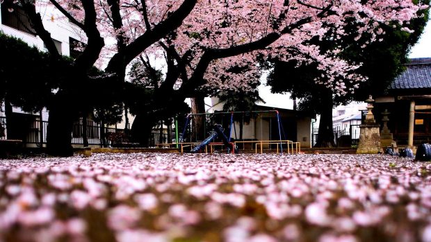 Cherry Blossom Background Computer.