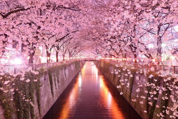 Cherry Blossom Background Desktop.