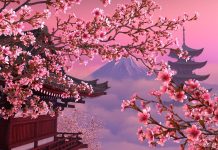 Cherry Blossom Background HD.
