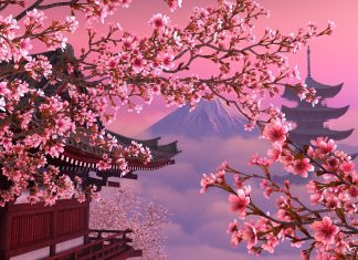 Cherry Blossom Background HD.