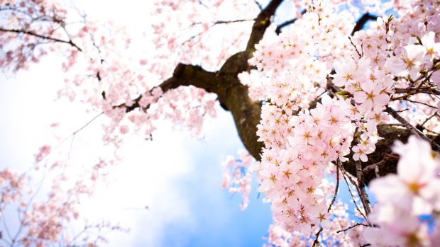 Cherry Blossom Background High Quality.