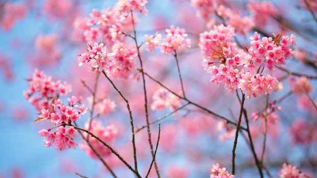 Cherry Blossom Background High Resolution.