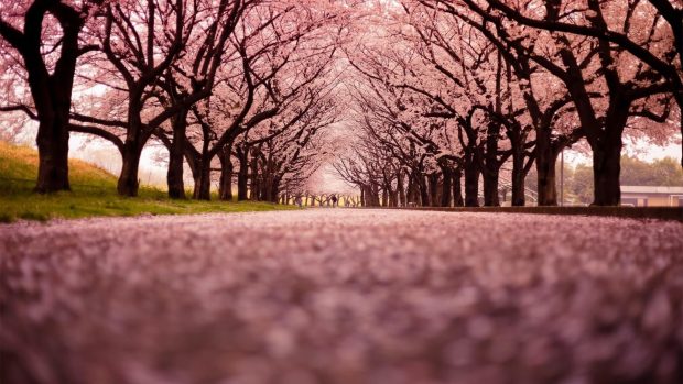 Cherry Blossom Computer Background HD.