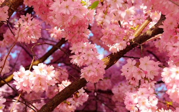 Cherry Blossom Desktop Background.