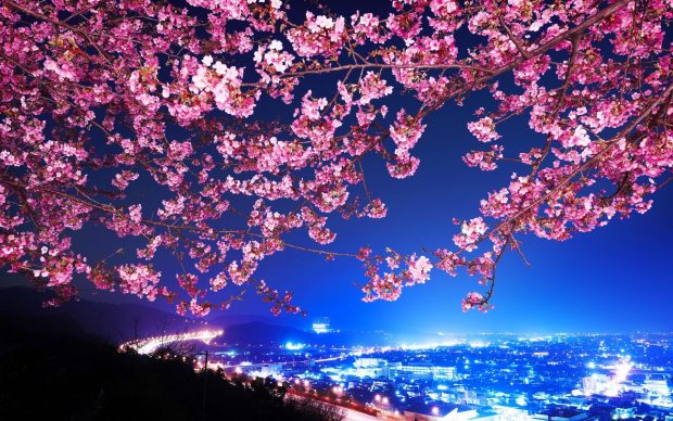 Cherry Blossom Desktop Image.