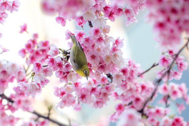 Cherry Blossom HD Wallpaper.