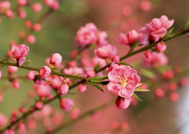 Cherry Blossom Pictures Free Download.